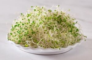 Alfalfa Sprouts